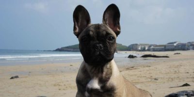 Luxury dog friendly accommodation in St Ives