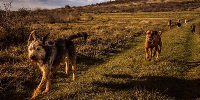 With our dog friendly accommodation journey by foot through Cornwall