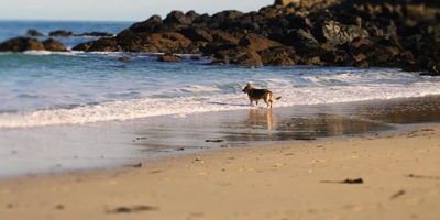 Luxury St Ives Apartments by the sea.