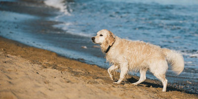 Days out when in St Ives Cornwall