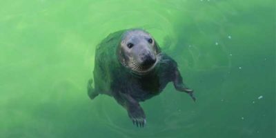 seal-fishing-trips-st-ives