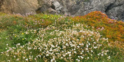 coastal-flowers-explore-cornwall