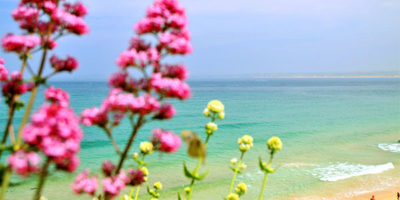 summer in st ives cottages