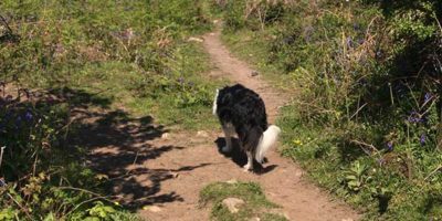 Dogs St Ives Cornwall