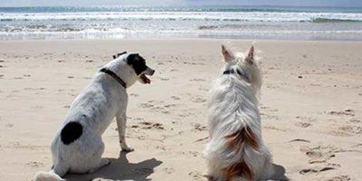 dog friendly holiday cottages