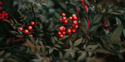 Christmas in st Ives Cornwall