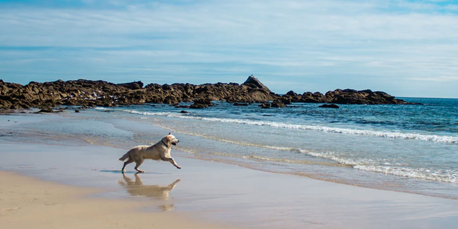 which beaches are dog friendly