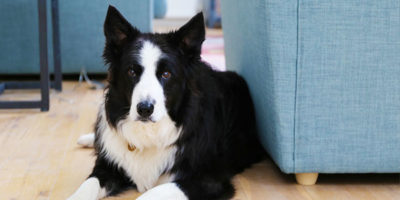 a dog in dog friendly cottage in St Ives