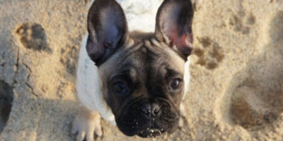 Dog friendly beaches st ives