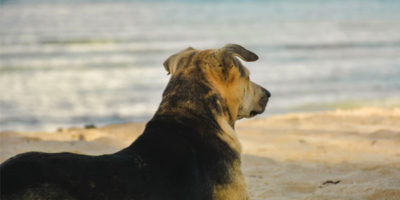 luxury dog friendly breaks in st ives march