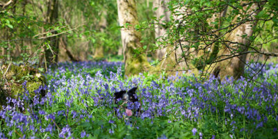 dog in bluebells