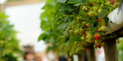 Strawberries at trevaskis farm