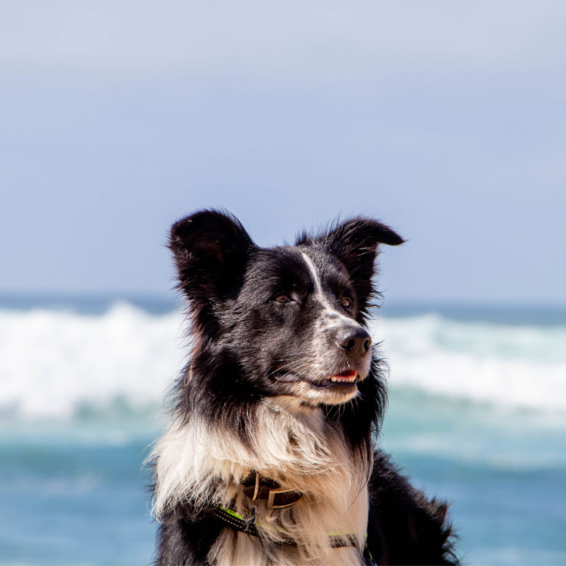 Dog playing on the beach in St Ives, Cornwall